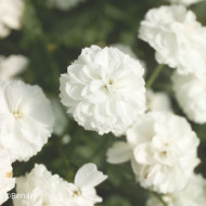 Achillée ptarmica Marshmallow (graines enrobées)