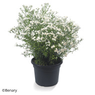 Achillée ptarmica Marshmallow (graines enrobées)