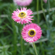 Acroclinium (Helipterum) Pierrot Red