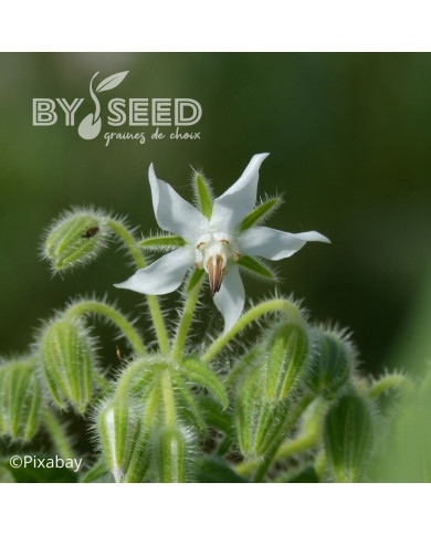 Bourrache officinale blanche