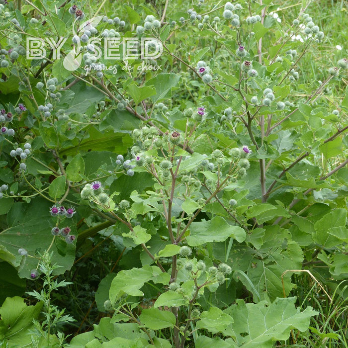 Bardane - Arctium lappa (plante sauvage)