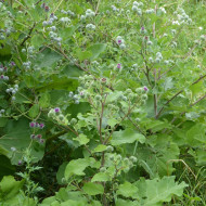 Bardane - Arctium lappa (plante sauvage)