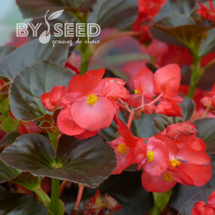 Bégonia Big® Red Bronze Leaf (graines enrobées)