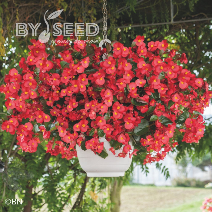 Bégonia Big® Red Bronze Leaf (graines enrobées)