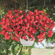Bégonia Big® Red Bronze Leaf (graines enrobées)
