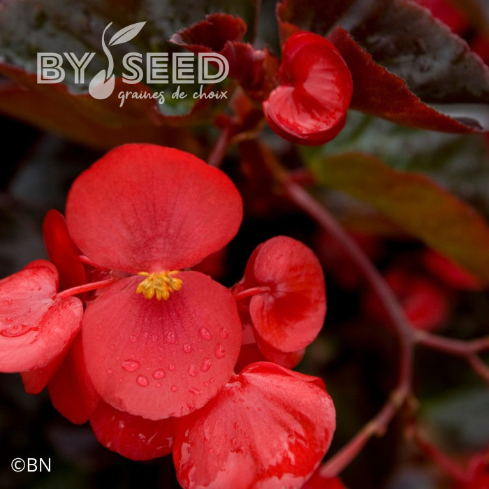 Bégonia Big® Red Bronze Leaf (graines enrobées)