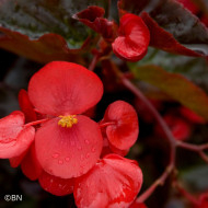 Bégonia Big® Red Bronze Leaf (graines enrobées)