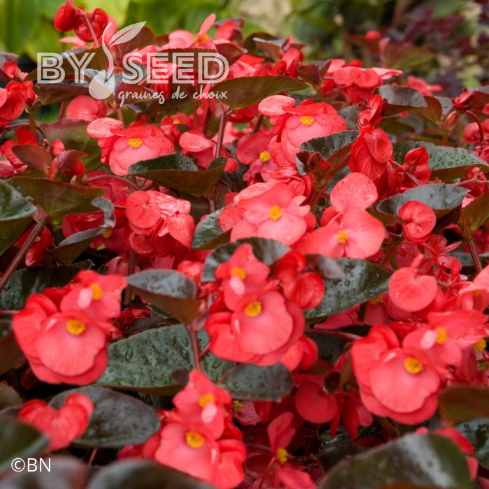Bégonia Big® Red Bronze Leaf (graines enrobées)
