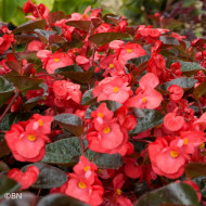 Bégonia Big® Red Bronze Leaf (graines enrobées)