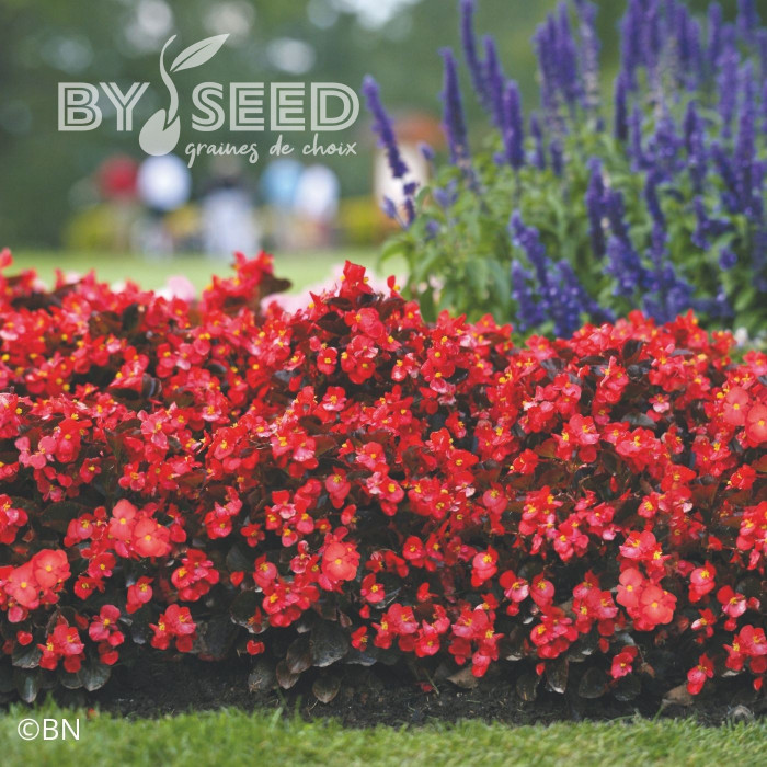 Bégonia Big® Red Bronze Leaf (graines enrobées)