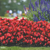 Bégonia Big® Red Bronze Leaf (graines enrobées)