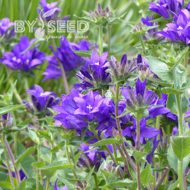 Campanule glomerata Superba