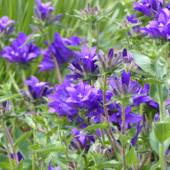 Campanule glomerata Superba