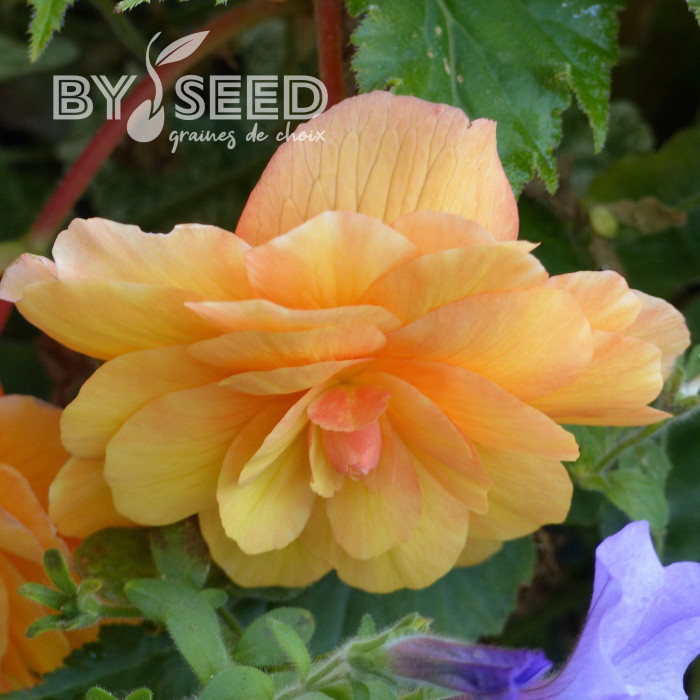 Bégonia retombant Illumination® Apricot Shades (graines enrobées)