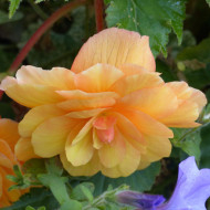 Bégonia retombant Illumination® Apricot Shades (graines enrobées)