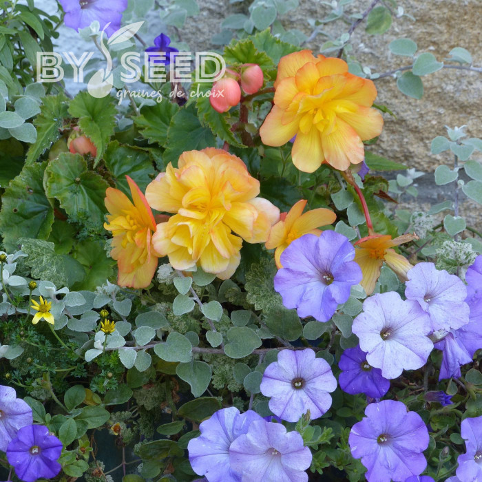 Bégonia retombant Illumination® Apricot Shades (graines enrobées)