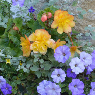 Bégonia retombant Illumination® Apricot Shades (graines enrobées)