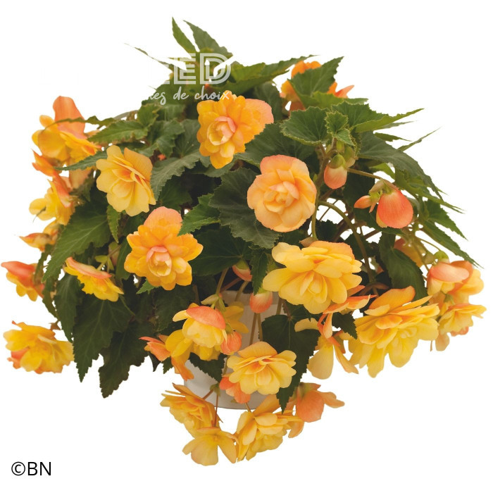 Bégonia retombant Illumination® Apricot Shades (graines enrobées)
