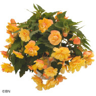 Bégonia retombant Illumination® Apricot Shades (graines enrobées)