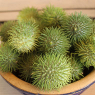 Concombre des Antilles - Cucumis anguria