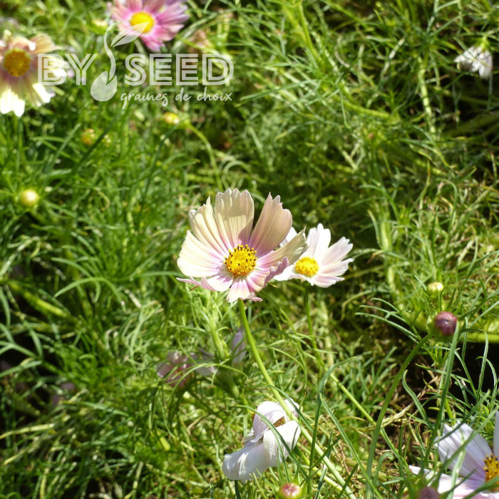 Cosmos Apricot Lemonade