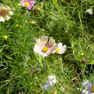 Cosmos Apricot Lemonade