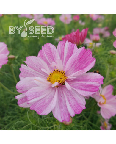 Cosmos Rosetta