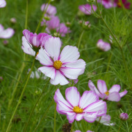 Cosmos Sensation Picotee