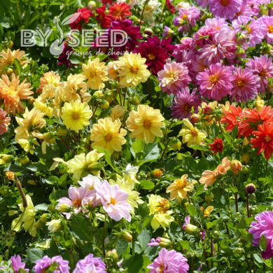 Dahlia nain double Opéra Mix