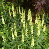 Digitale lutea