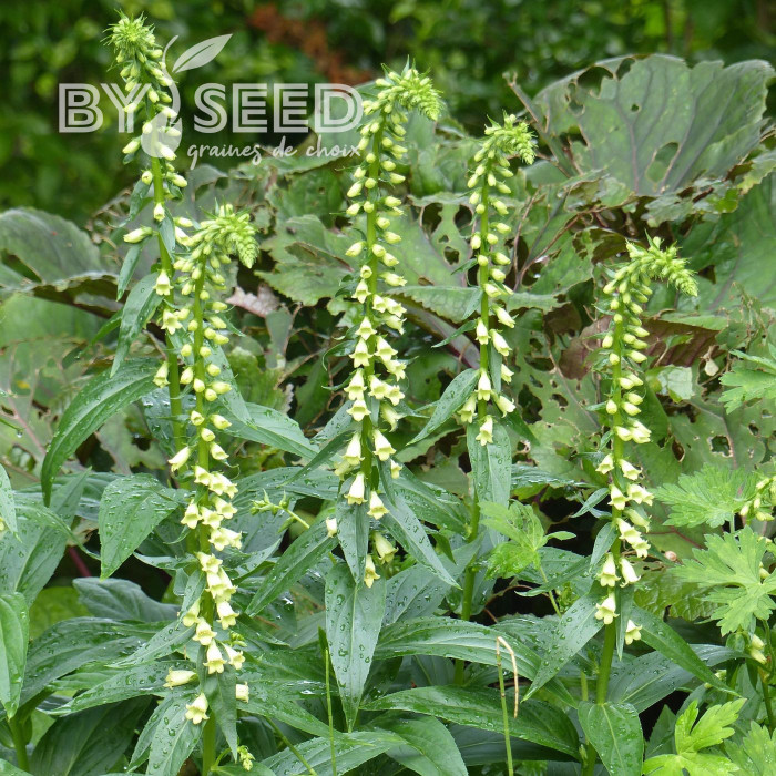 Digitale lutea