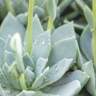 Echeveria Urban Yellow (graines enrobées)