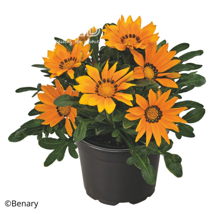 Gazania Zany F1 Orange (graines pelliculées)