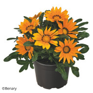Gazania Zany F1 Orange (graines pelliculées)