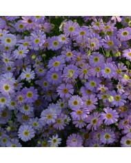 Bourrache officinale Mix bleue et blanche