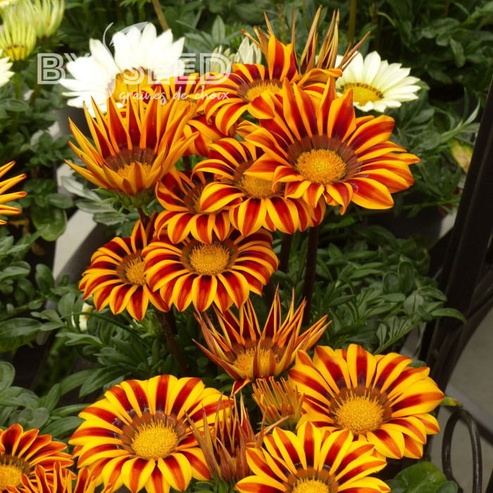 Gazania Zany F1 Orange Flame (graines pelliculées)