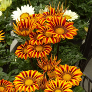 Gazania Zany F1 Orange Flame (graines pelliculées)