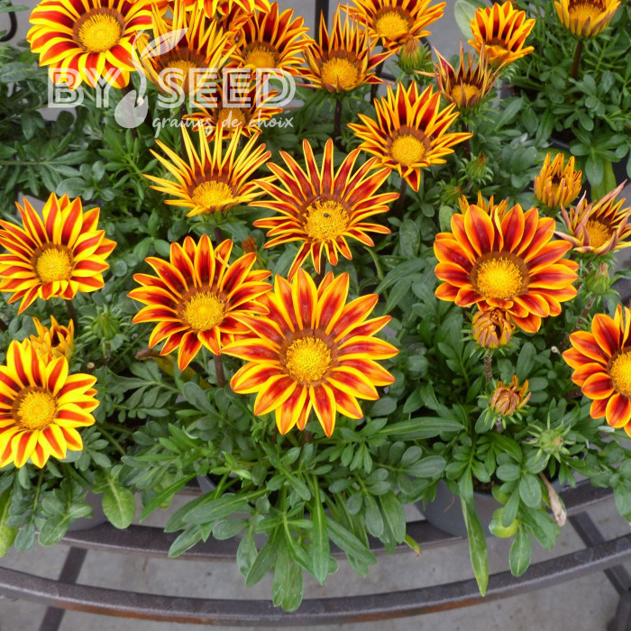 Gazania Zany F1 Orange Flame (graines pelliculées)