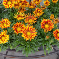 Gazania Zany F1 Orange Flame (graines pelliculées)
