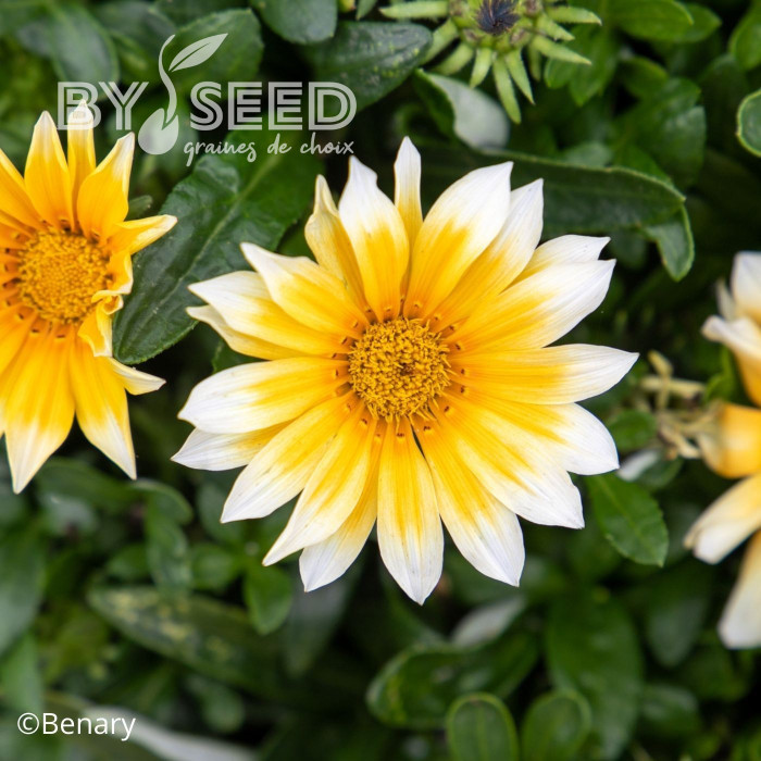Gazania Zany F1 Sunny Side Up (graines pelliculées)