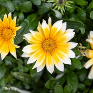 Gazania Zany F1 Sunny Side Up (graines pelliculées)