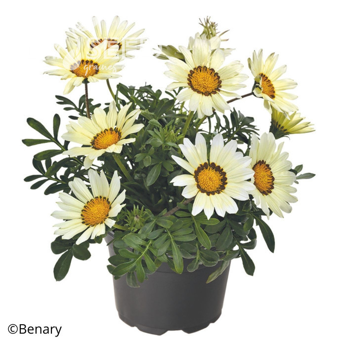 Gazania Zany F1 White (graines pelliculées)