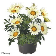 Gazania Zany F1 White (graines pelliculées)