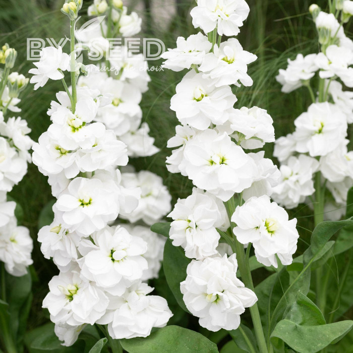 Giroflée quarantaine Anytime White