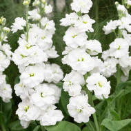 Giroflée quarantaine Anytime White