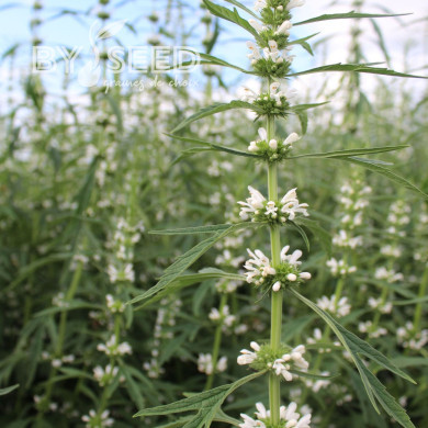 Leonurus sibiricus Alba