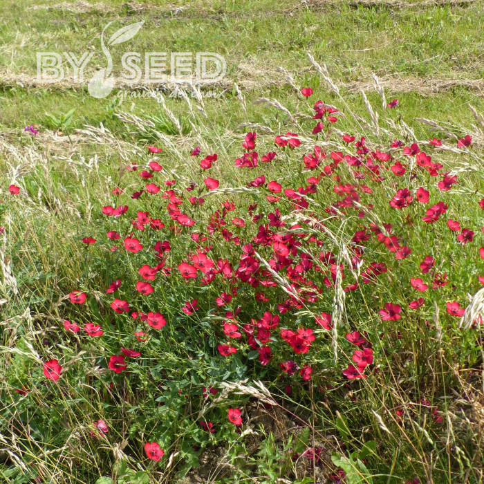 Lin annuel Rubrum