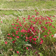 Lin annuel Rubrum