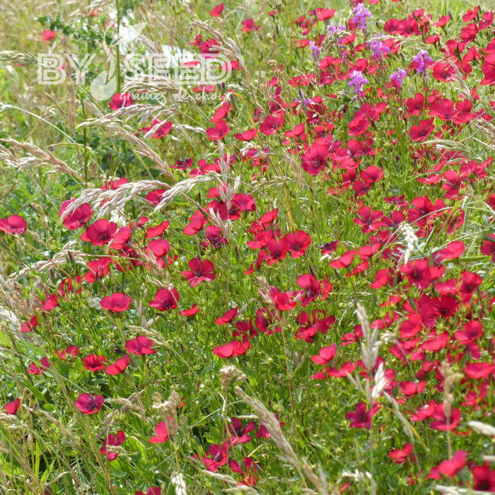 Lin annuel Rubrum