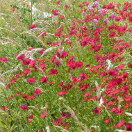 Lin annuel Rubrum